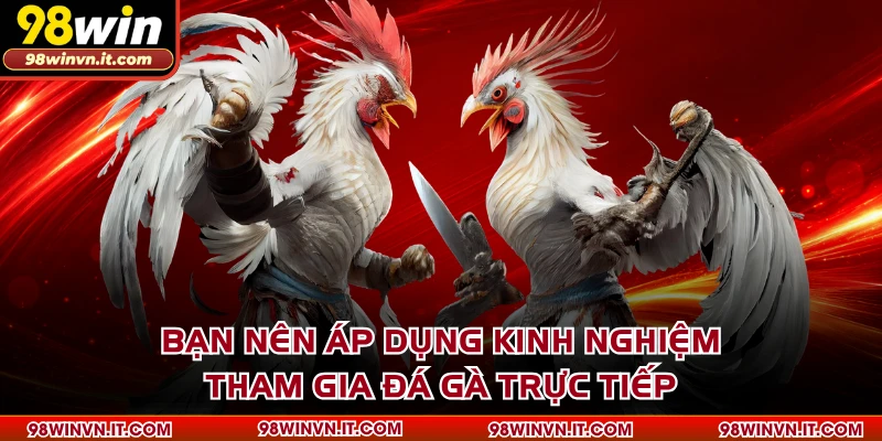 Bạn nên áp dụng kinh nghiệm tham gia đá gà trực tiếp